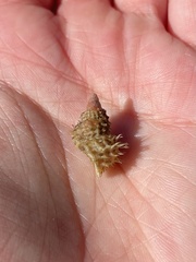 Trichotropis cancellata