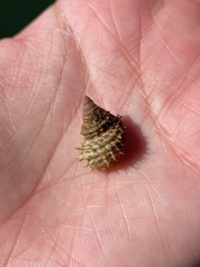 Trichotropis cancellata