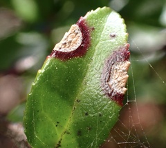 Phyllosticta vaccinii