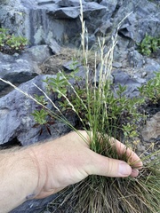 Piptatheropsis exigua