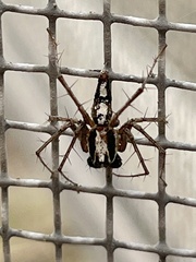 Oxyopes tridens