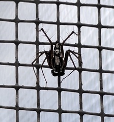 Oxyopes tridens