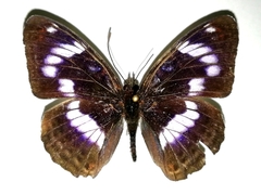 Limenitis sydyi