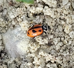 Hippodamia sinuata crotchi