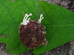 Resinomycena rhododendri