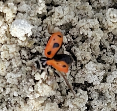 Hippodamia sinuata crotchi