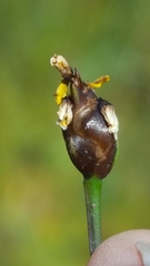 Xyris montana
