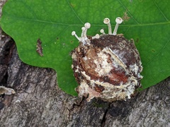 Resinomycena rhododendri