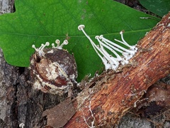 Resinomycena rhododendri