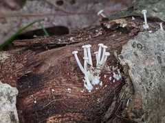 Resinomycena rhododendri