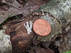 Resinomycena rhododendri