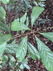 Meliosma callicarpifolia