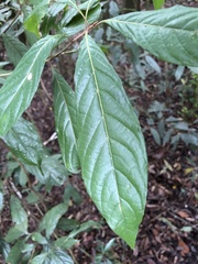 Meliosma callicarpifolia