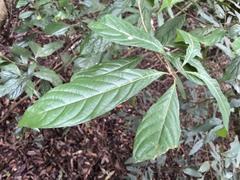 Meliosma callicarpifolia