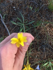 Goodenia pinnatifida