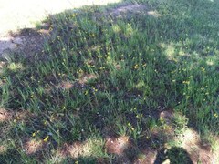 Goodenia pinnatifida