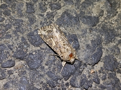 Spodoptera praefica