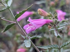Penstemon richardsonii dentatus