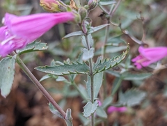 Penstemon richardsonii dentatus