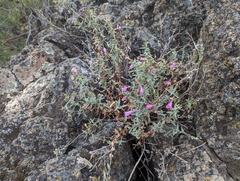 Penstemon richardsonii dentatus