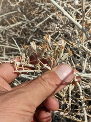 Tetradymia tetrameres