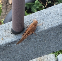 Dissosteira carolina