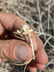 Tetradymia tetrameres
