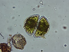 Staurastrum orbiculare