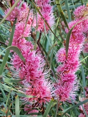 Hakea multilineata