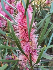 Hakea multilineata