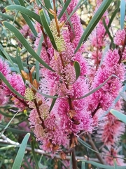 Hakea multilineata
