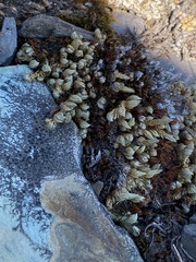 Selaginella densa scopulorum