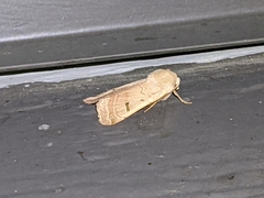 Dichagyris variabilis