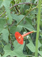 Ipomoea cristulata