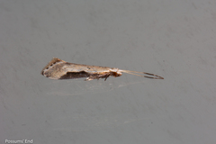 Sagephora phortegella