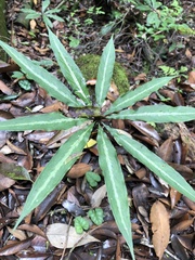 Arisaema consanguineum