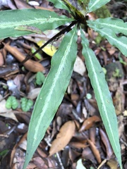 Arisaema consanguineum
