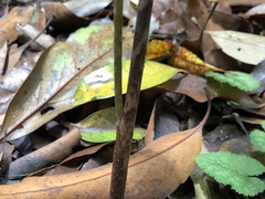 Arisaema consanguineum