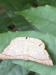 Molybdophora concinnularia