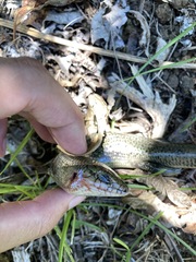 Plestiodon leucostictus