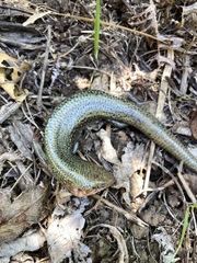 Plestiodon leucostictus