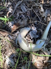 Plestiodon leucostictus