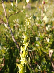 Platanthera × estesii