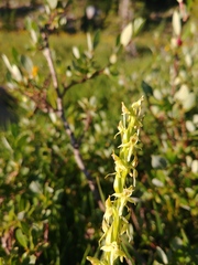 Platanthera × estesii