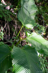 Goeppertia latifolia