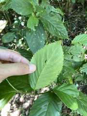 Maesa lanyuensis