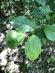 Maesa lanyuensis