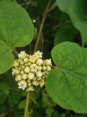 Marsdenia astephanoides