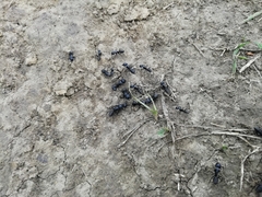 Camponotus saxatilis