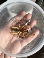 Eremobatinae
